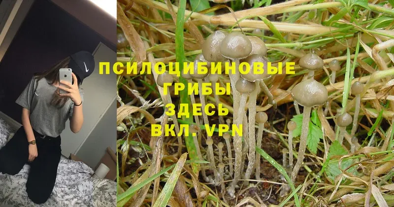 Галлюциногенные грибы Cubensis  omg рабочий сайт  Коломна 